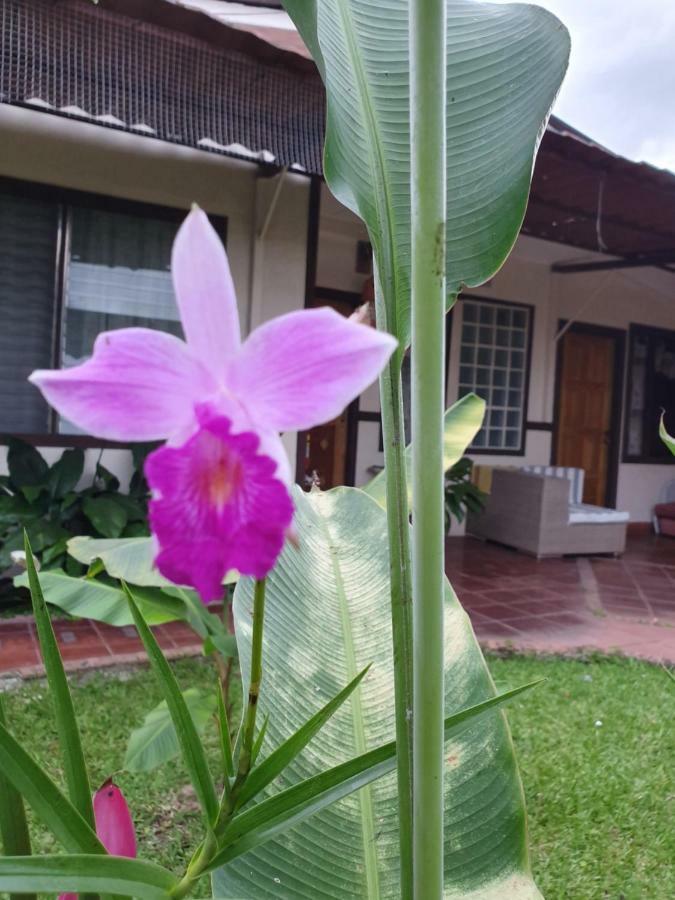 Turrialba Bed & Breakfast Eksteriør bilde